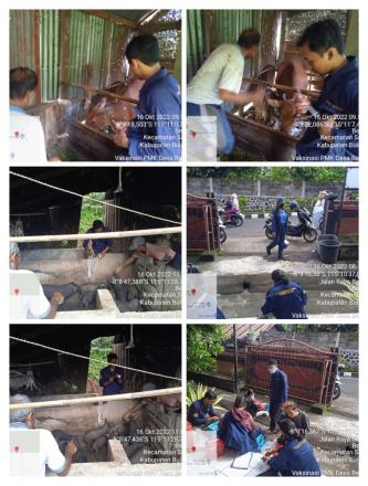 Pelaksanaan Vaksinasi Penyakit  Mulut dan Kuku (PMK) dari Dinas Pertanian Kabupaten Buleleng